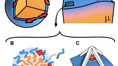 Shape morphing soft solids featured image