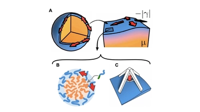 Shape morphing soft solids featured image